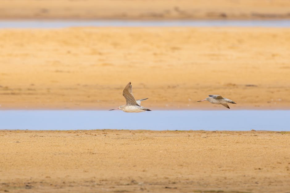 Janghang Han Estuary Migratory Birds