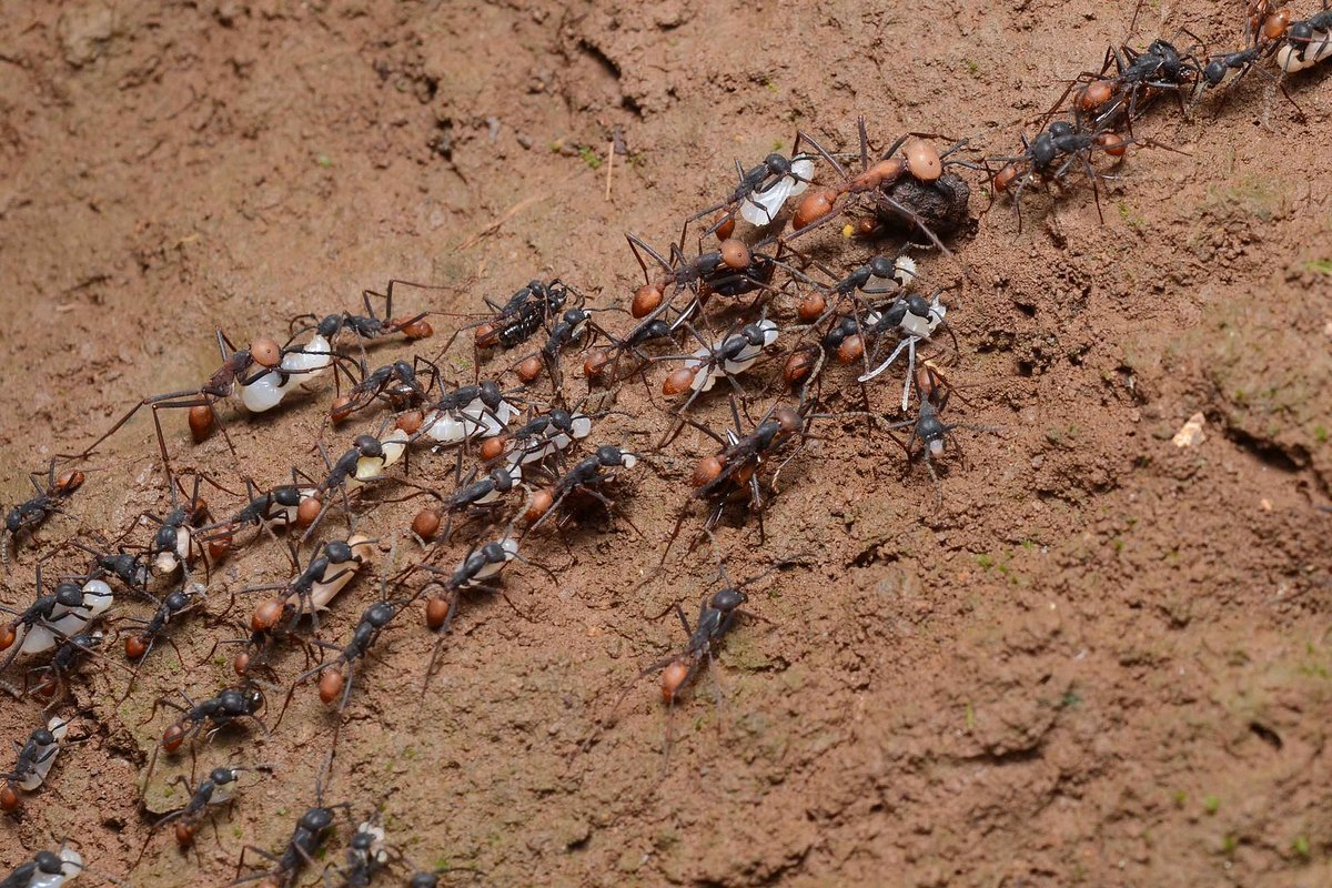 Army Ant Raid — Osa Peninsula Costa Rica