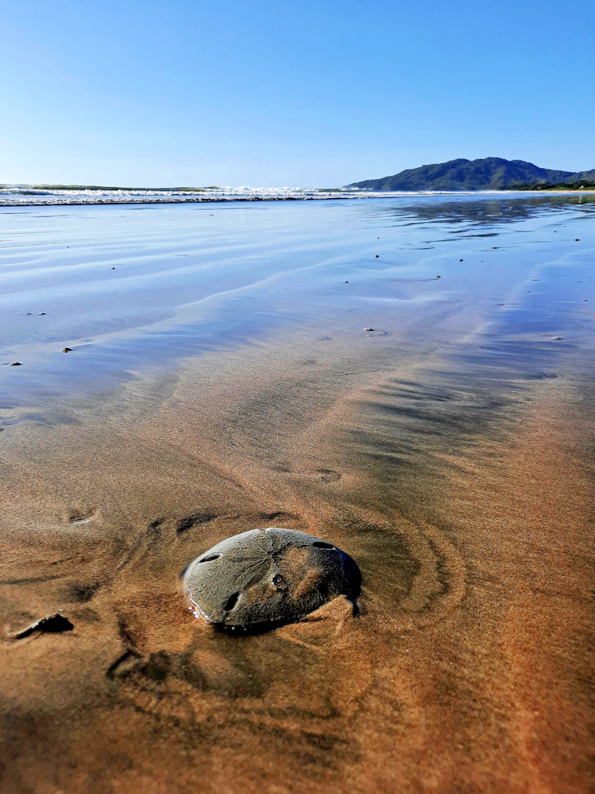 Sand Dollar Spawning — Pacific Grove California USA