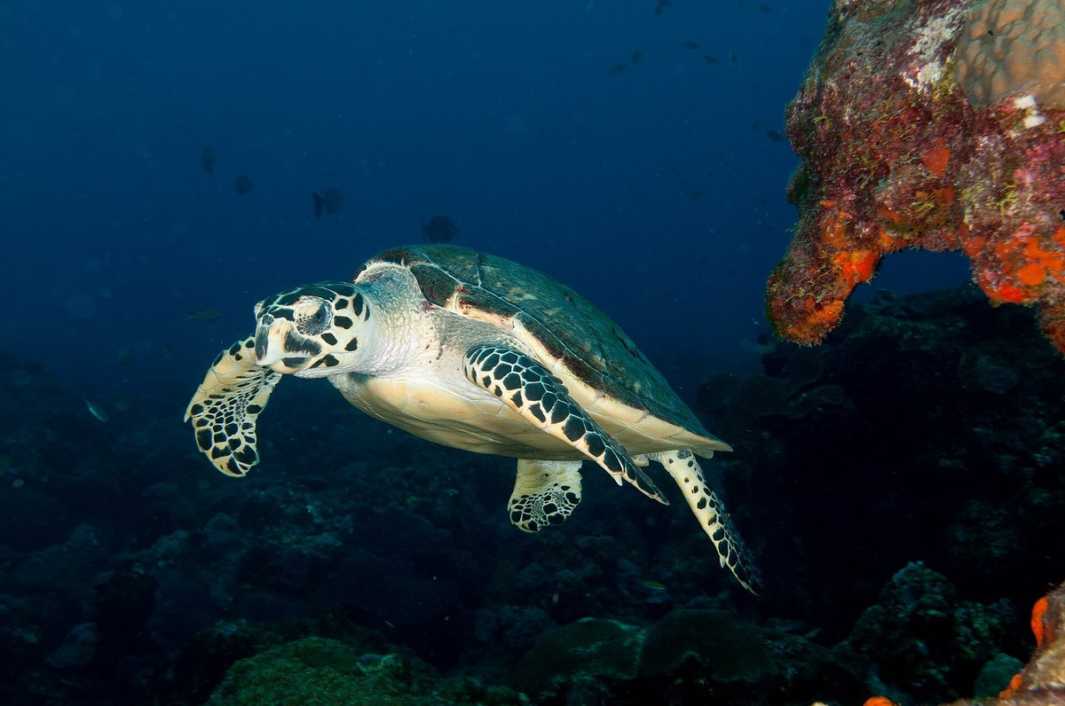 Hawksbill Sea Turtle Nesting — Milman Island