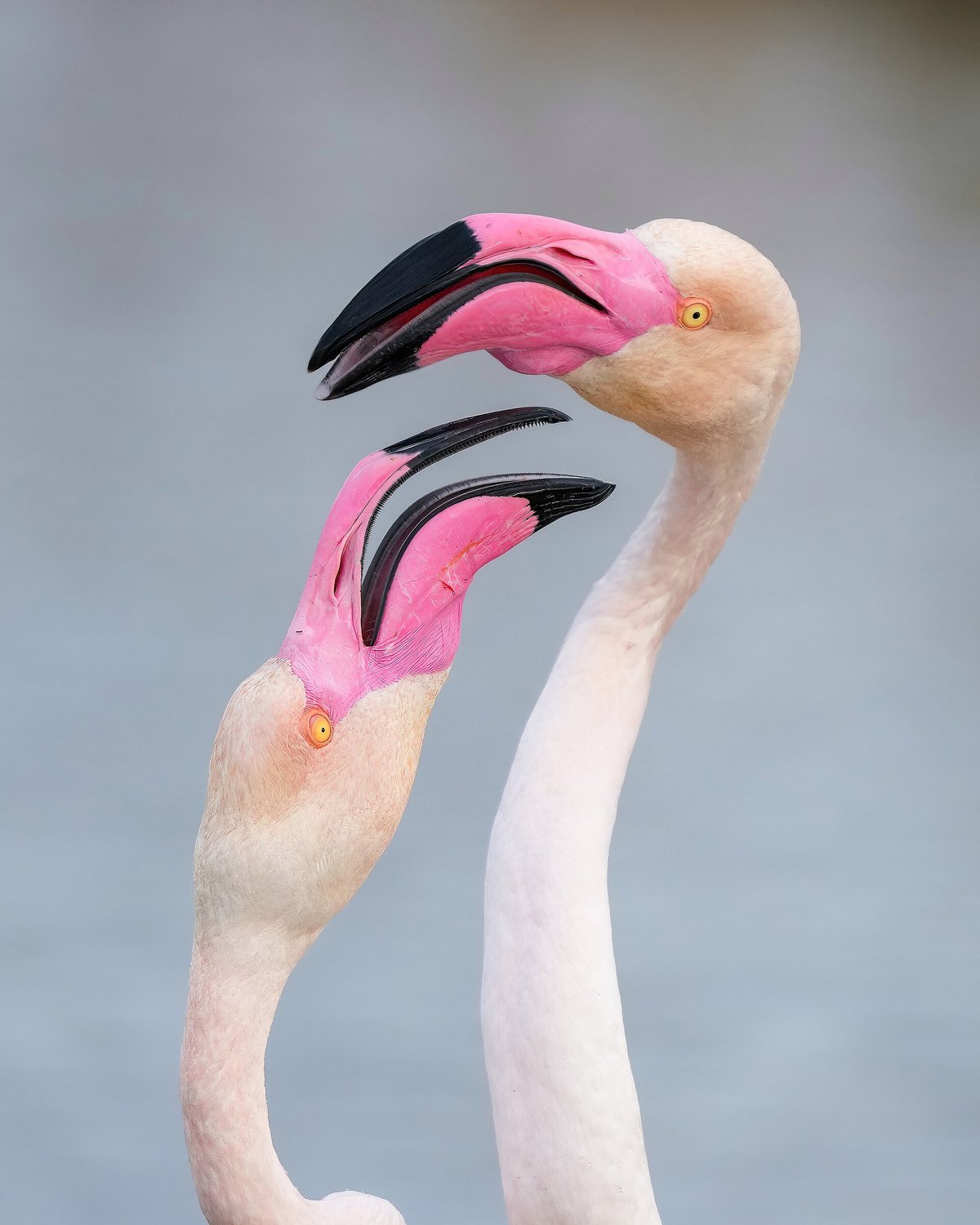Greater Flamingo Breeding Aggregation (Camargue) — Thol Bird Sanctuary