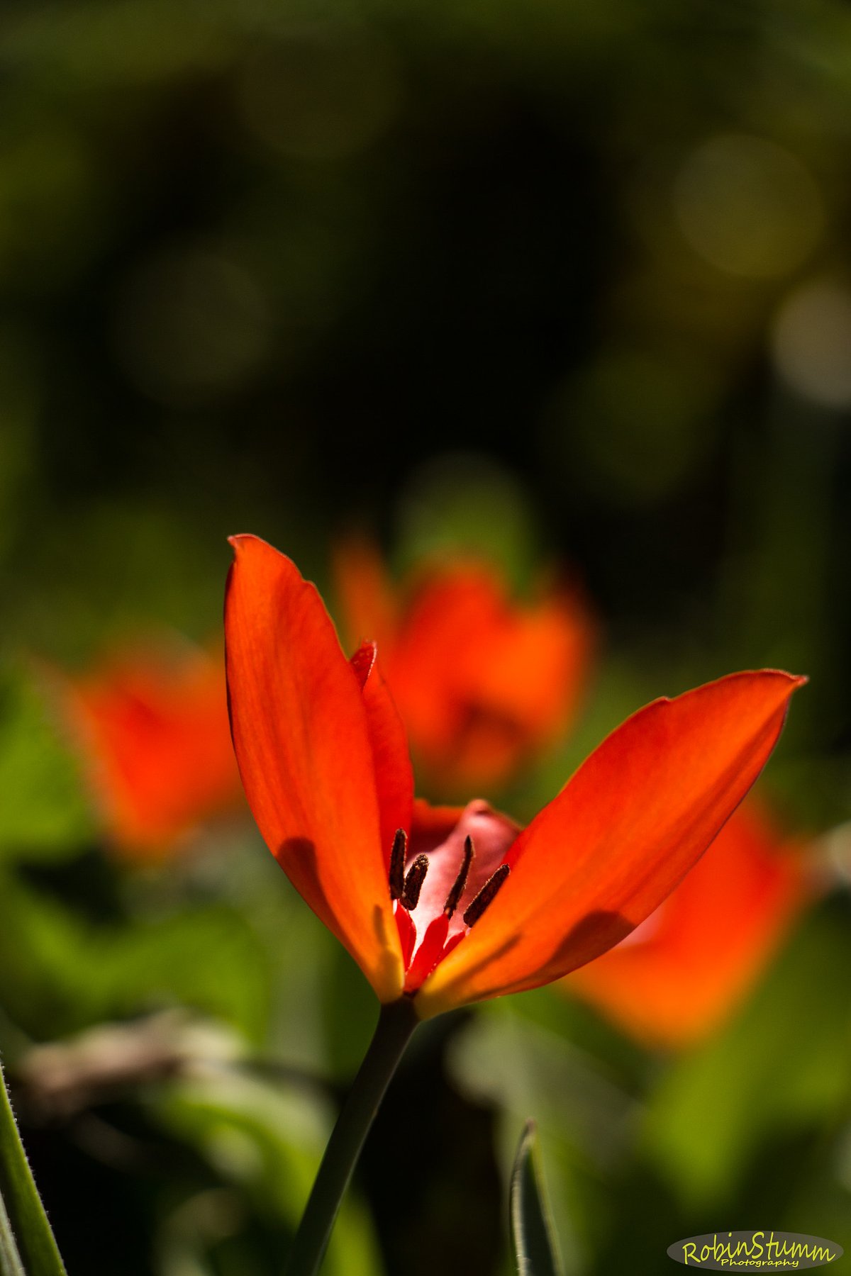 Wild Tulip Bloom — Serranía de Ronda Spain