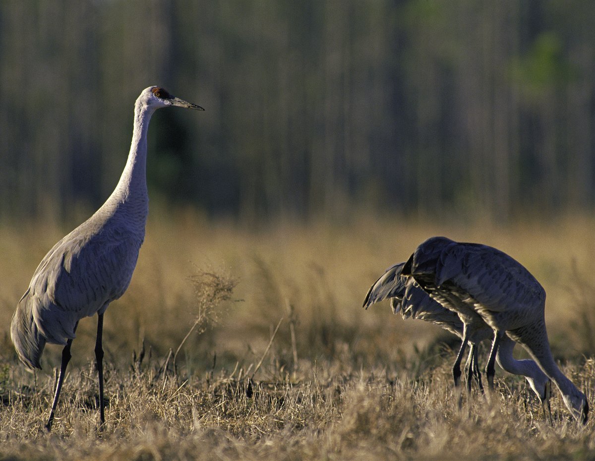 Mississippi Sandhill Crane NWR