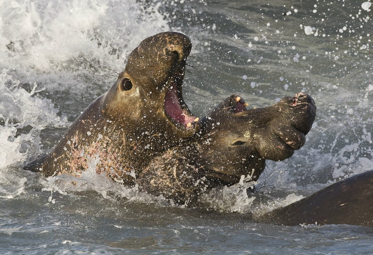 Northern Elephant Seal Breeding Colony — Shell Island