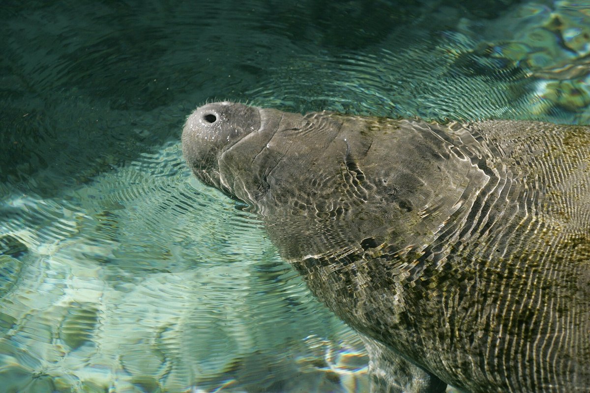 Three Sisters Springs Manatees