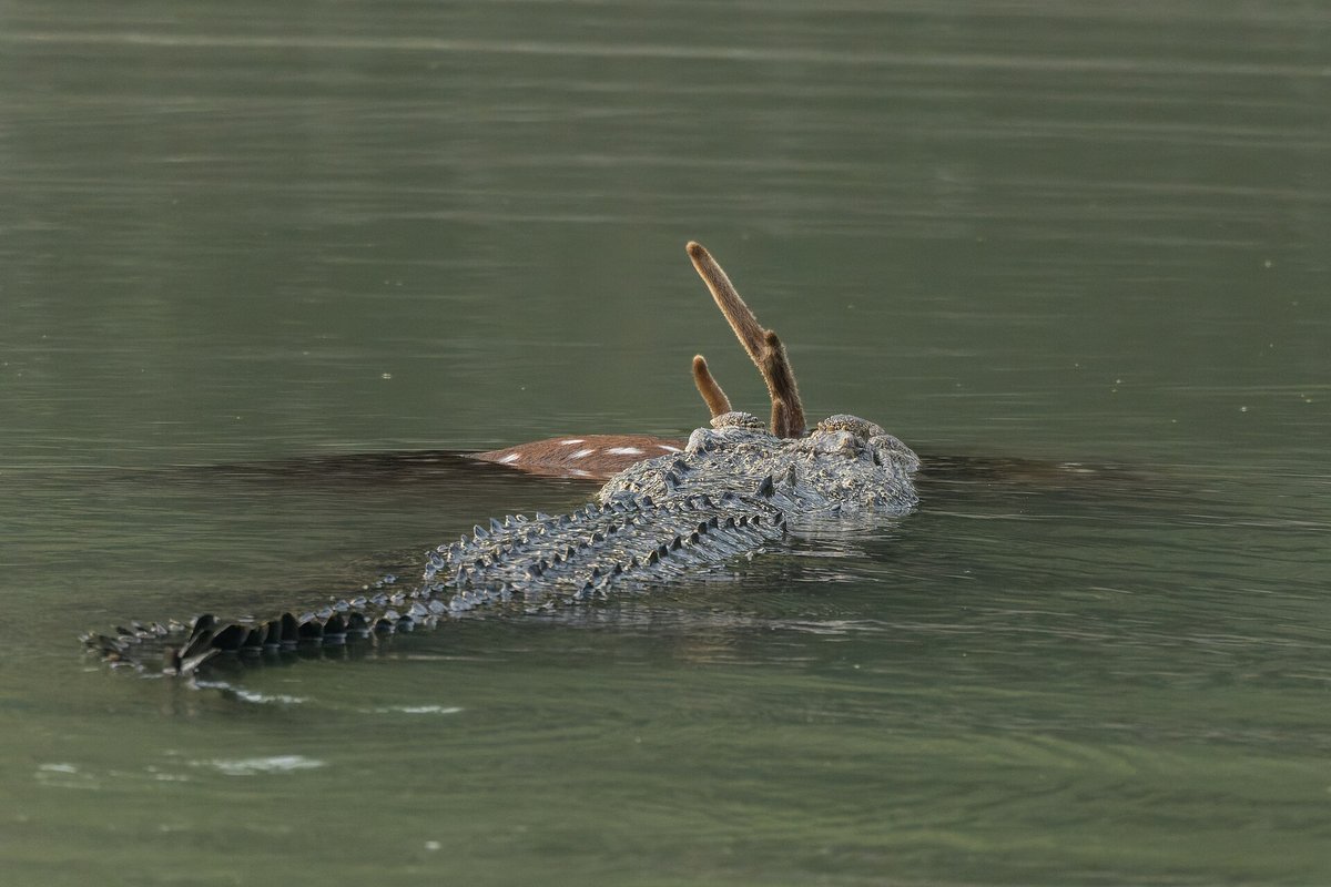 Saltwater Crocodile Nesting Season — Kakadu Australia