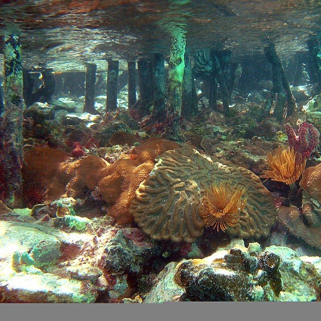 Virgin Islands Coral Reef National Monument — United States