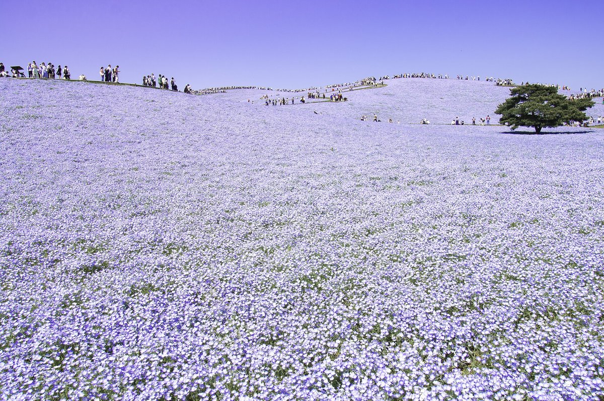 Hitachi Nemophila Bloom — Hitachi Seaside Park