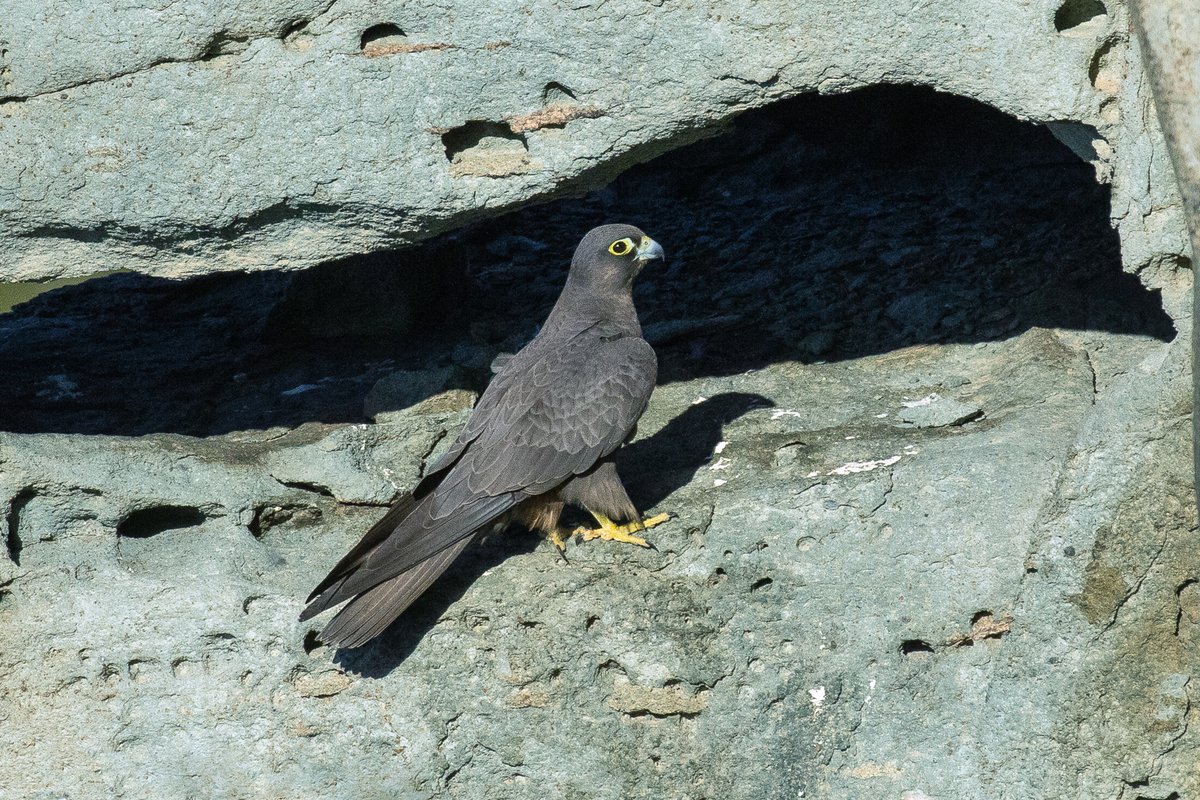 Eleonora's falcon — Cabrera Archipelago