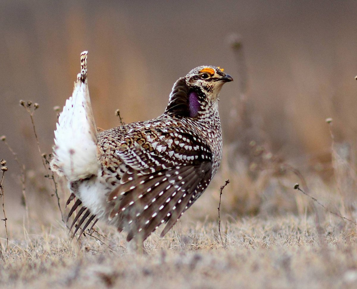 Sharp-Tailed Grouse Lek — Manitoba Canada