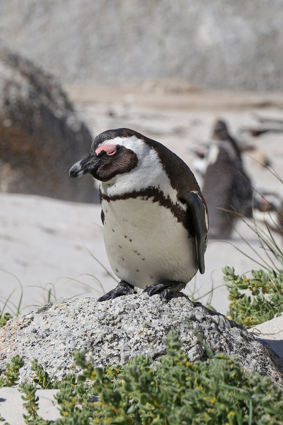 African Penguin Breeding Colony (Dyer Island) — Dassen Island