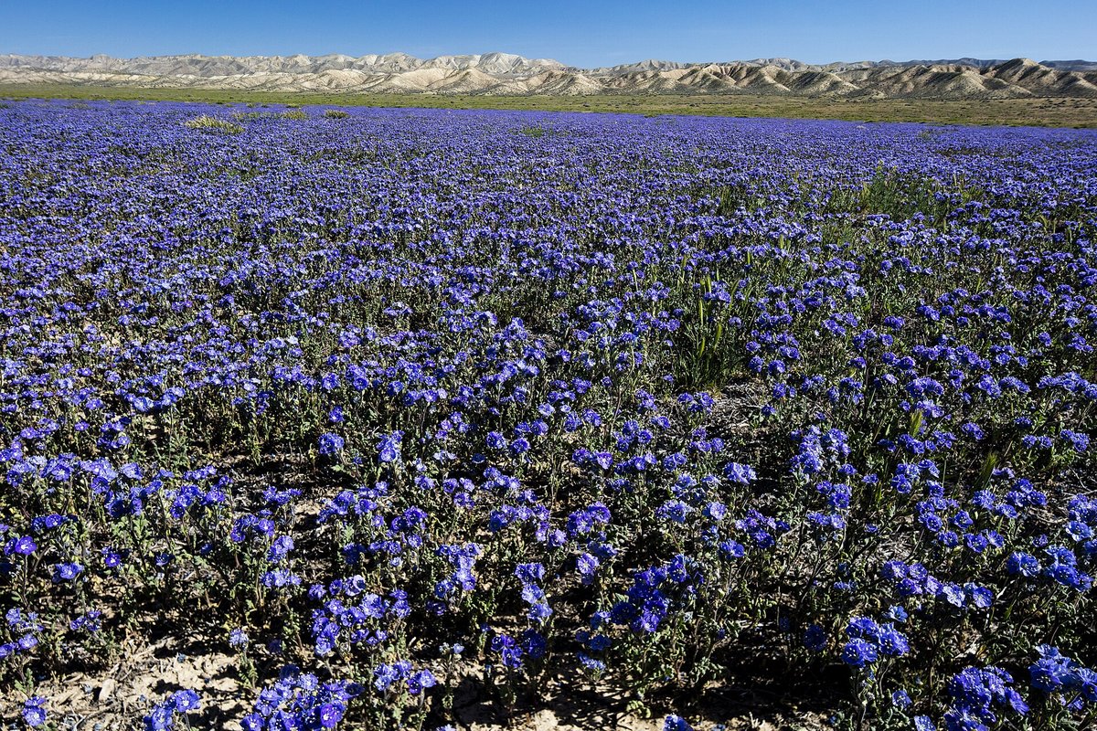 California Superbloom Carrizo Plain — San Luis Obispo