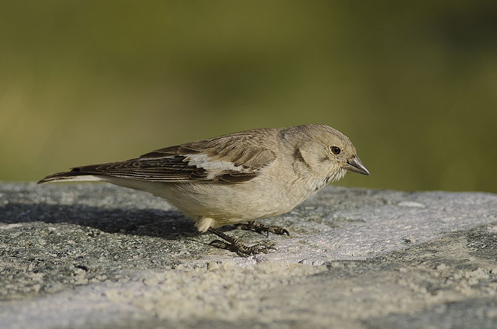 Snowfinch & Ptarmigan — Jungfrau Alps