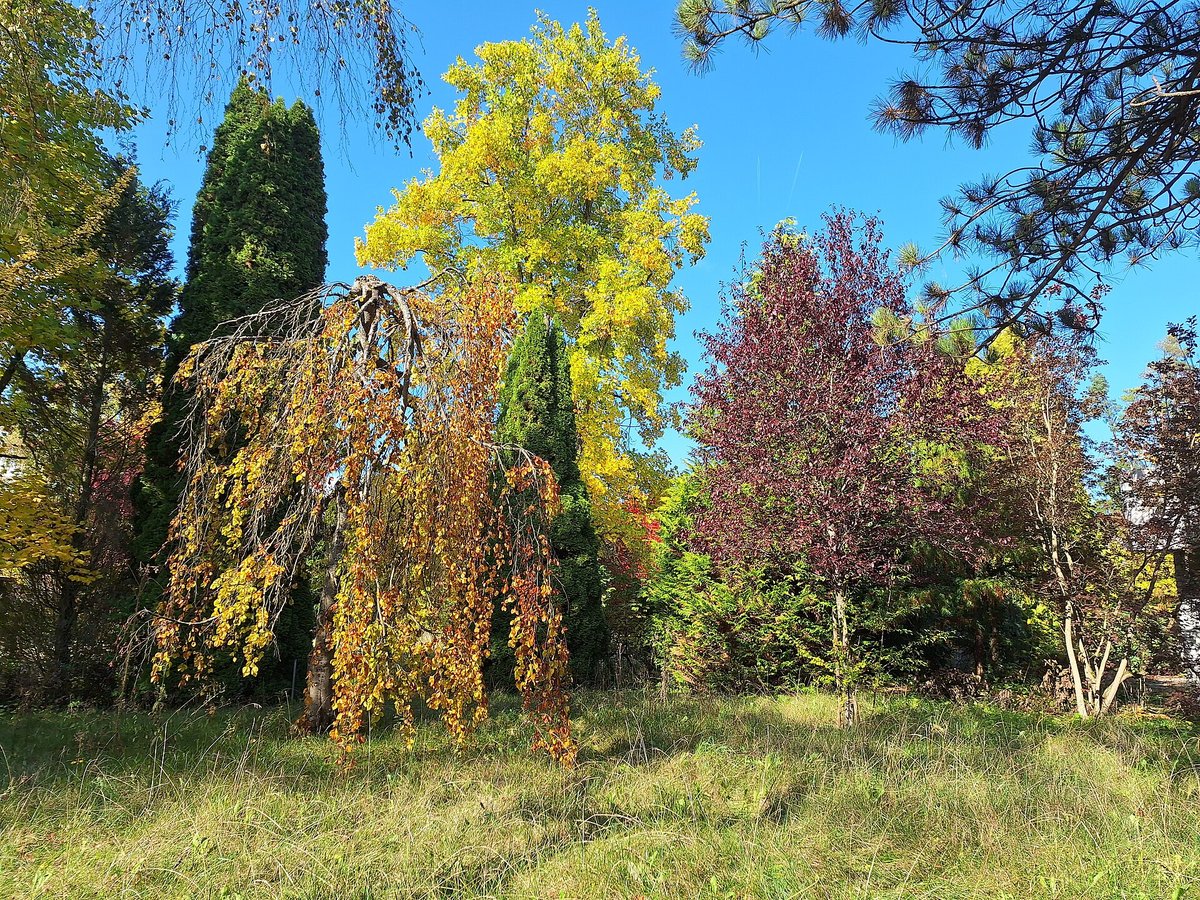 Autumn Beech Gold — Forêt de Rambouillet France