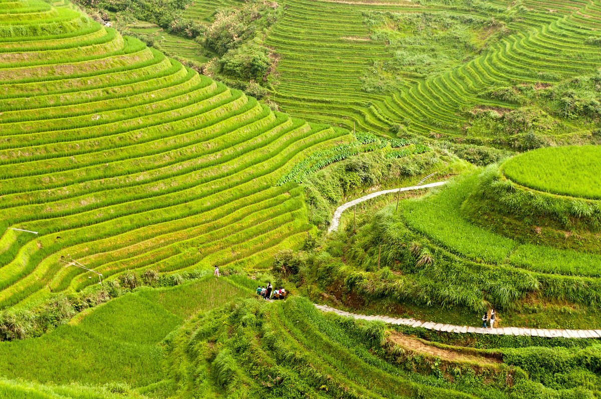 Longsheng Dragon Backbone Rice Terraces — Guangxi China