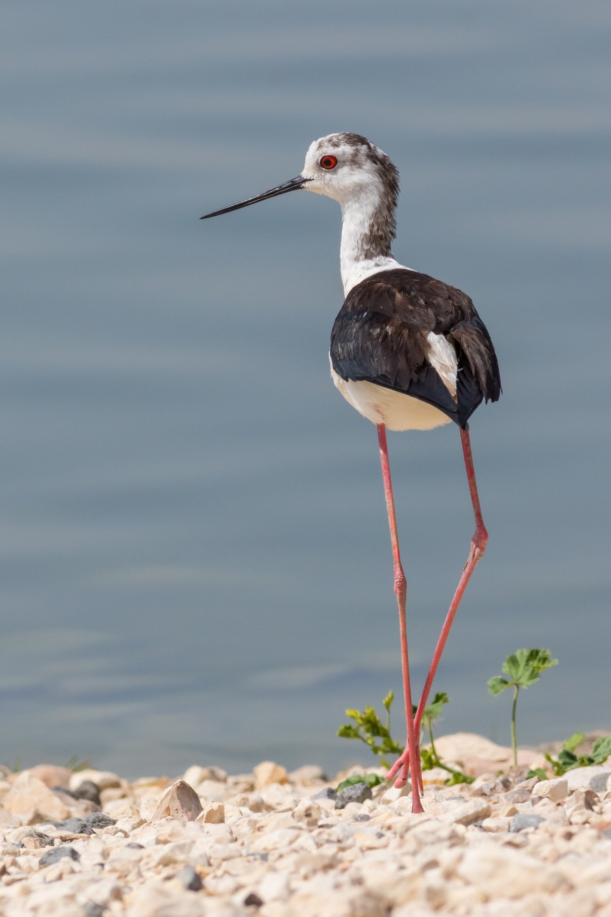 Black-Winged Stilt Colony — Algarve Ria Formosa