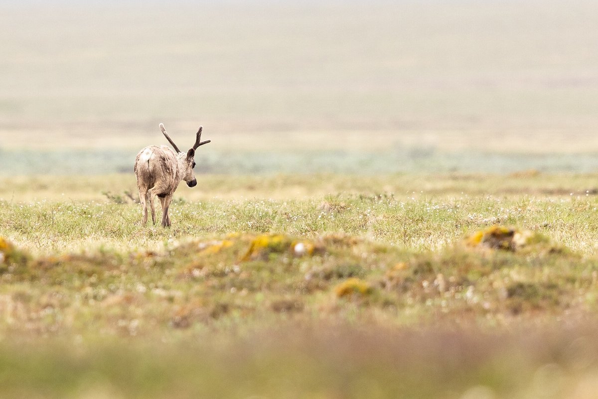 ANWR Caribou Calving