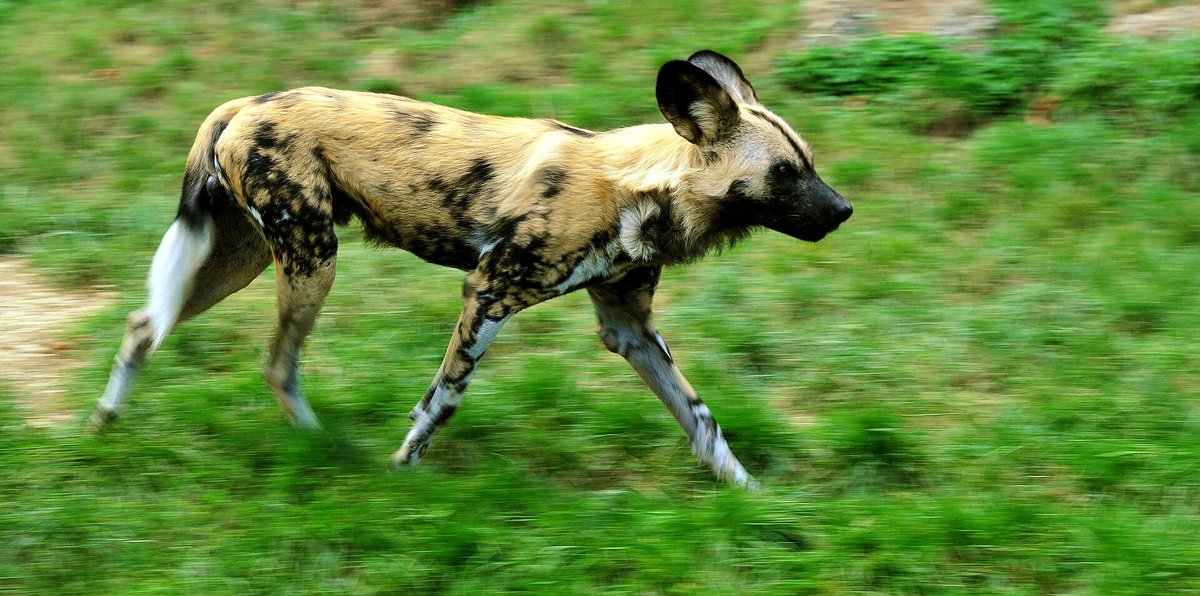 African Wild Dog Den Season — Selous Tanzania