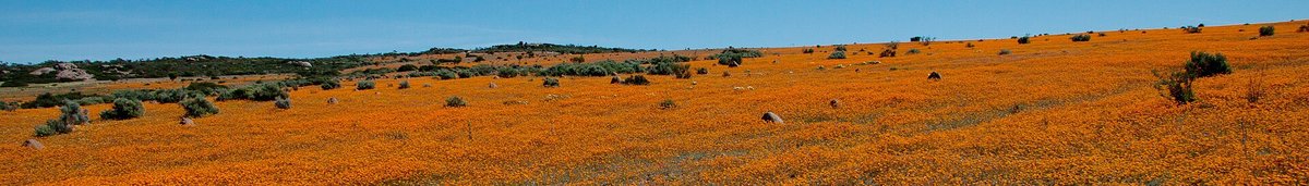 Namaqualand Wildflower Superbloom — Northern Cape South Africa