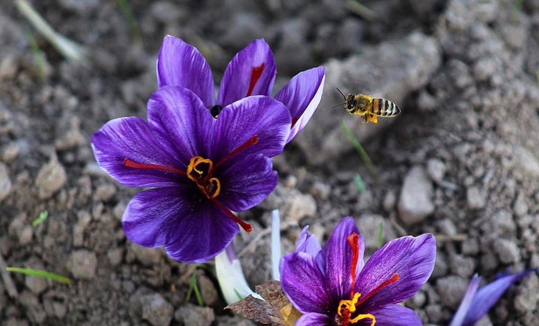 Saffron Crocus Harvest — Abruzzo