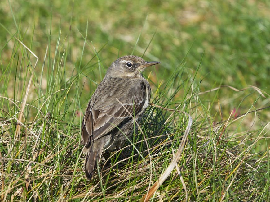 South Georgia Pipit Breeding Season — Prion Island