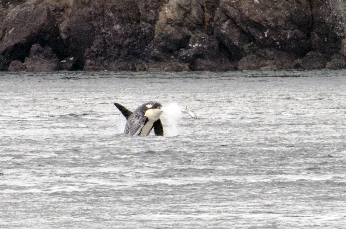 Orca Salmon Hunt — Johnstone Strait British Columbia