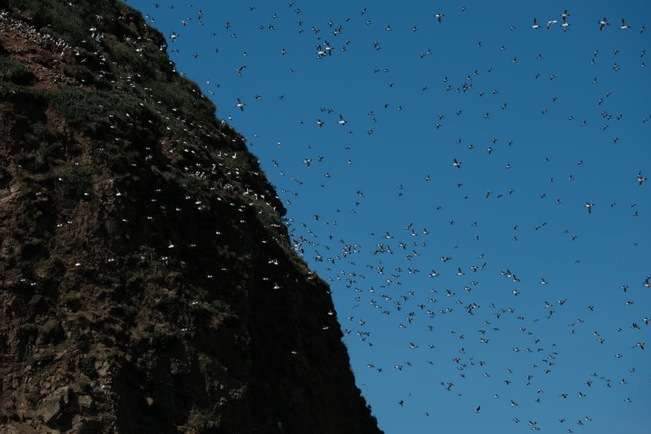 Estaca de Bares seabird migration
