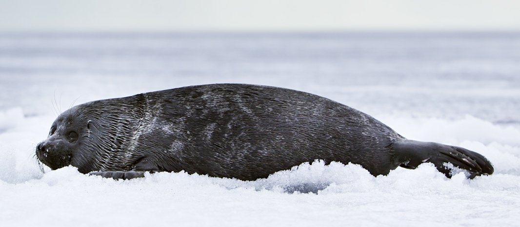 Baikal Nerpa Seal Pupping — Siberia Russia