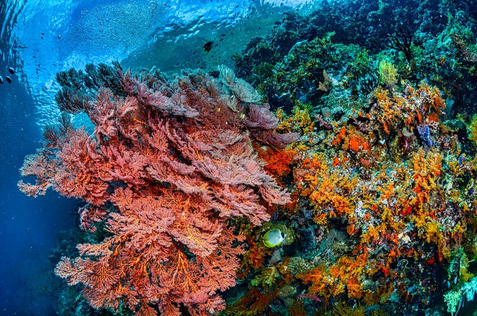 Western Sambo Coral Reef — United States