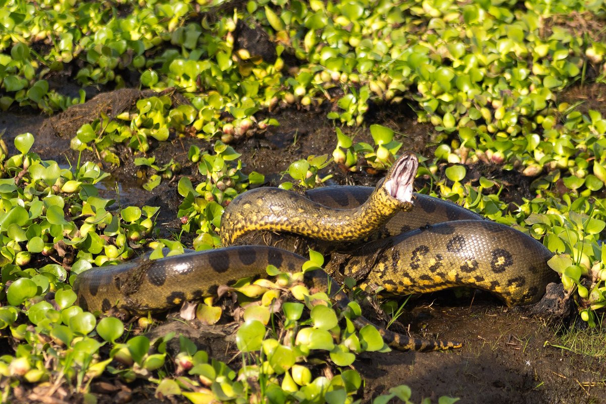 Green Anaconda Hunt — Pantanal Brazil