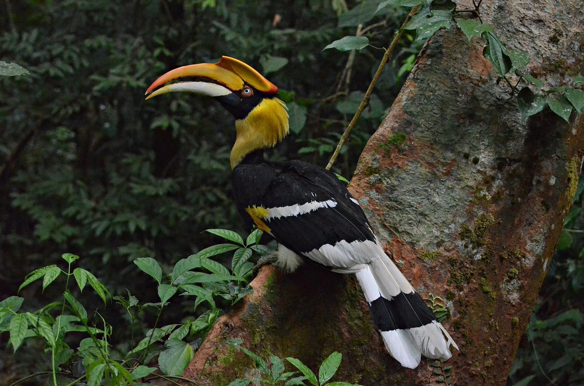 Great Hornbill Season — Khao Yai Thailand