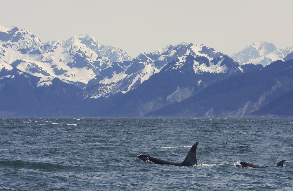 Resurrection Bay Orcas