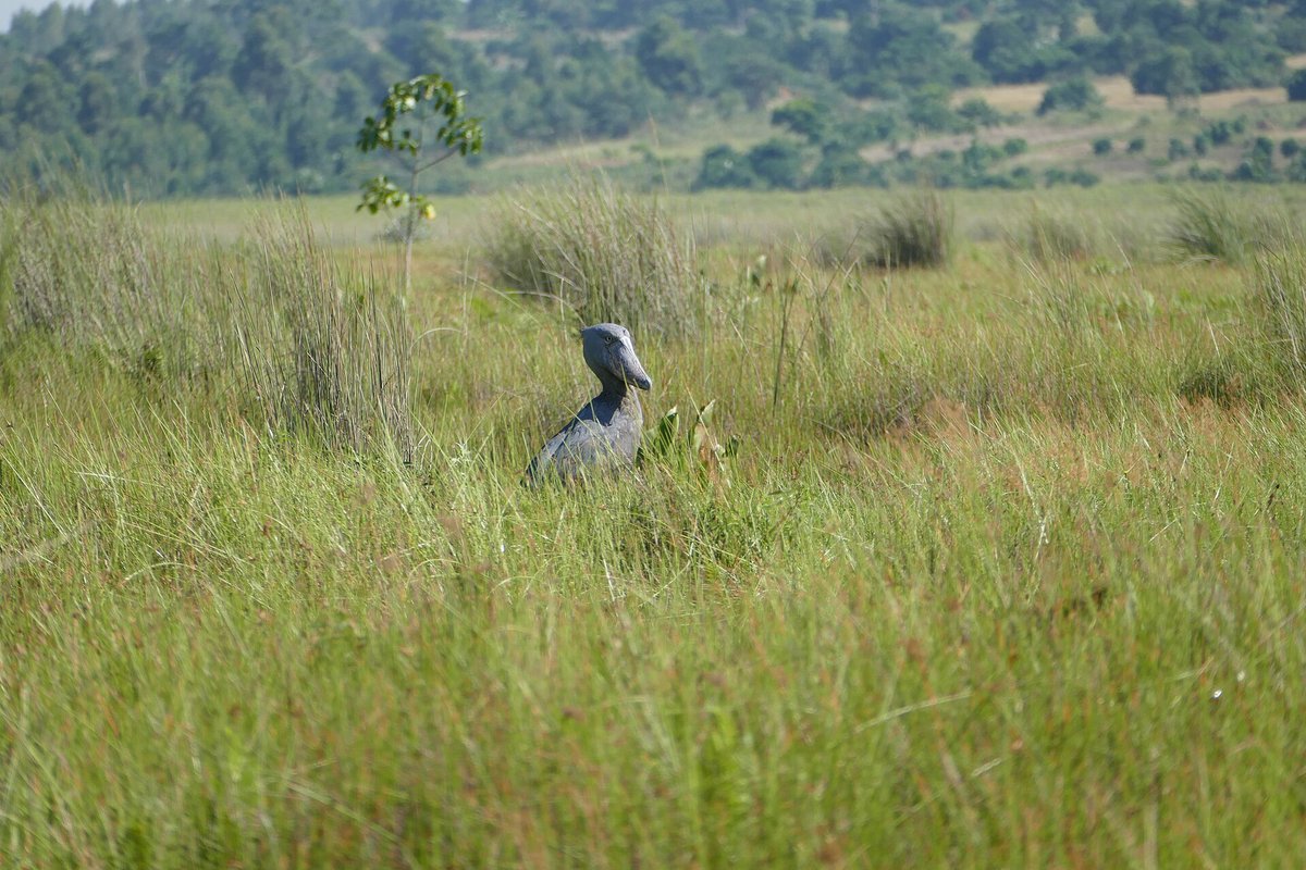 Shoebill Swamp — Bangweulu Zambia