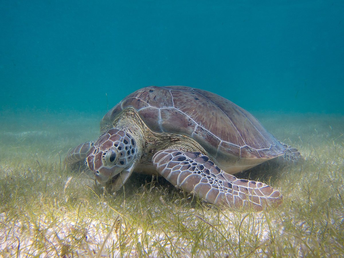 Green Turtle Arribada (Aves Island) — Tortuguero
