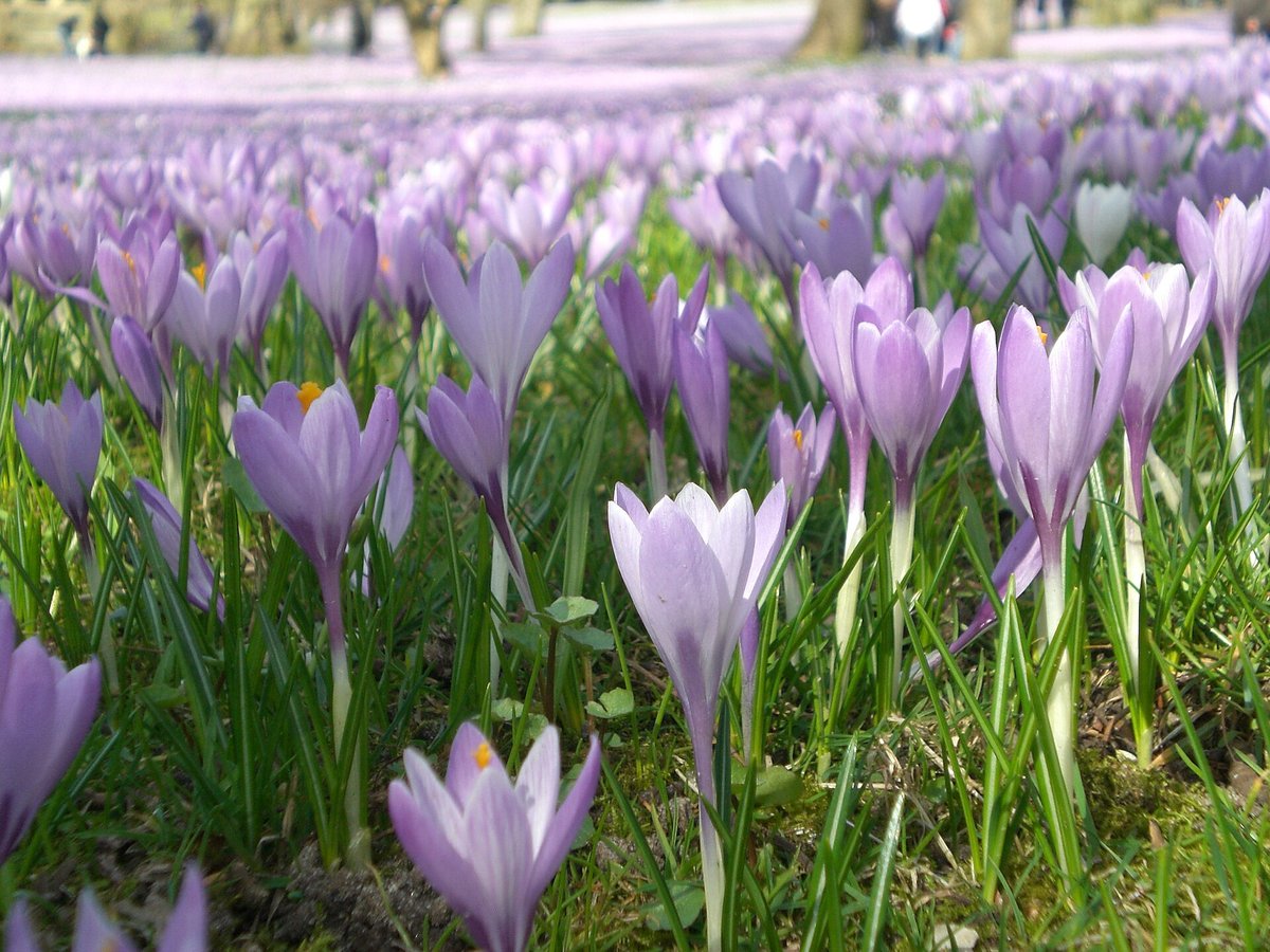 Krokusblüte Schlosspark Husum