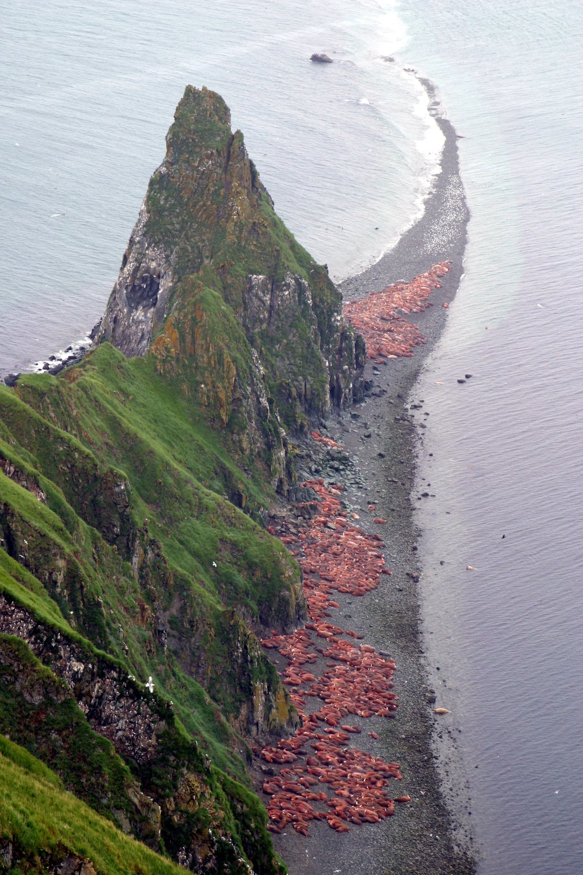 Round Island Walrus