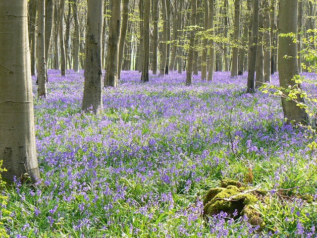 Bluebell Woodland Bloom — Hallerbos Belgium