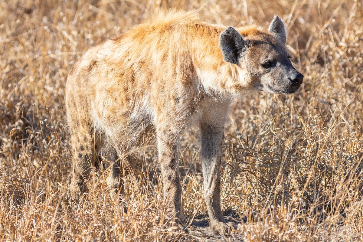 Spotted Hyena Clan Hunt — Ngorongoro Crater Tanzania