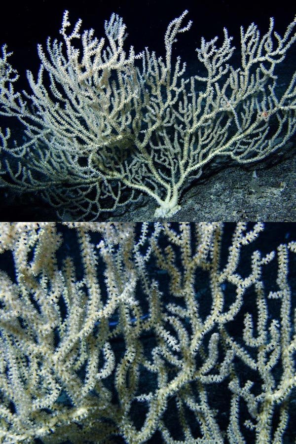 Miami Terrace Reef — United States