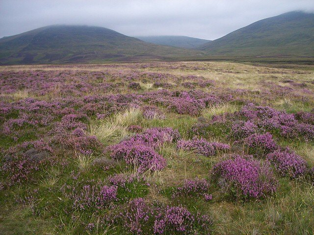 Heather Moorland Bloom — Rannoch Moor