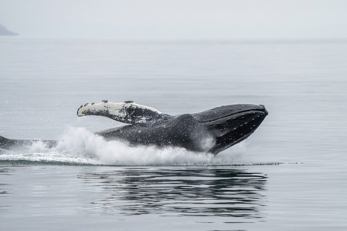Humpback Whale Tail Slap — Tonga Pacific