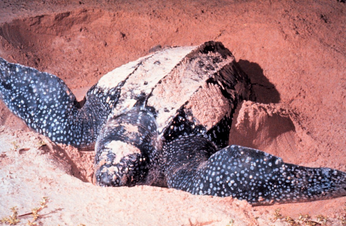Leatherback Sea Turtle Nesting — Trinidad Caribbean