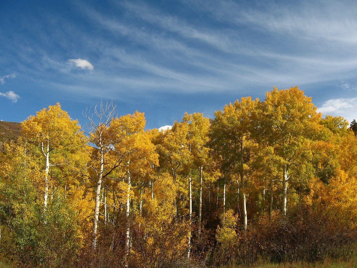 Aspen Fall Colour — Colorado Rockies USA