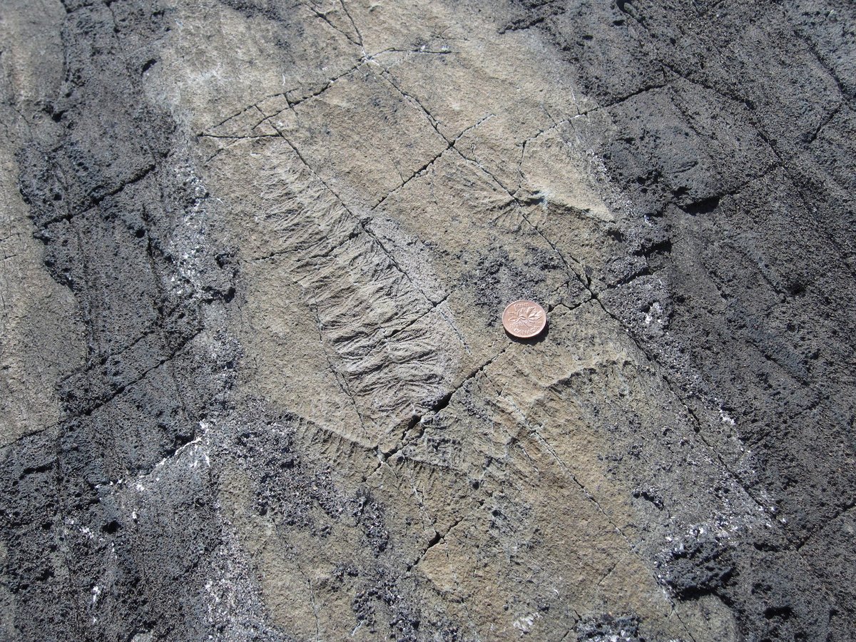 Mistaken Point Fossils