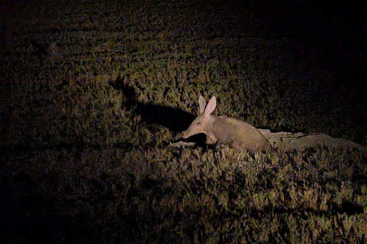 Aardvark Night Foraging — Kalahari Botswana