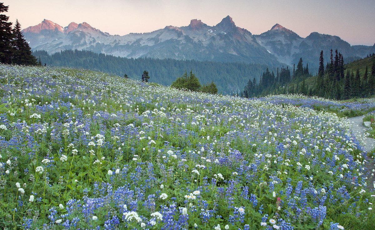 Mount Rainier Wildflowers