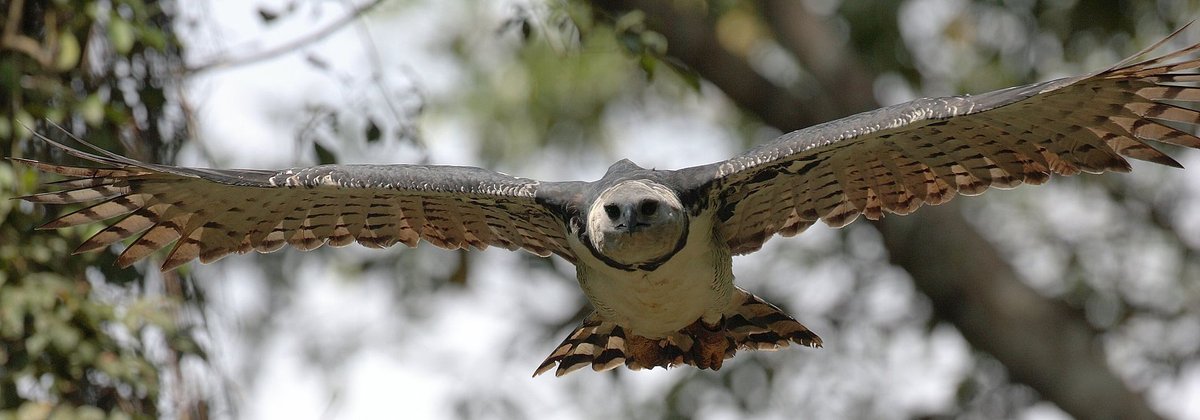 Harpy Eagle Nesting Season — Darién Panama