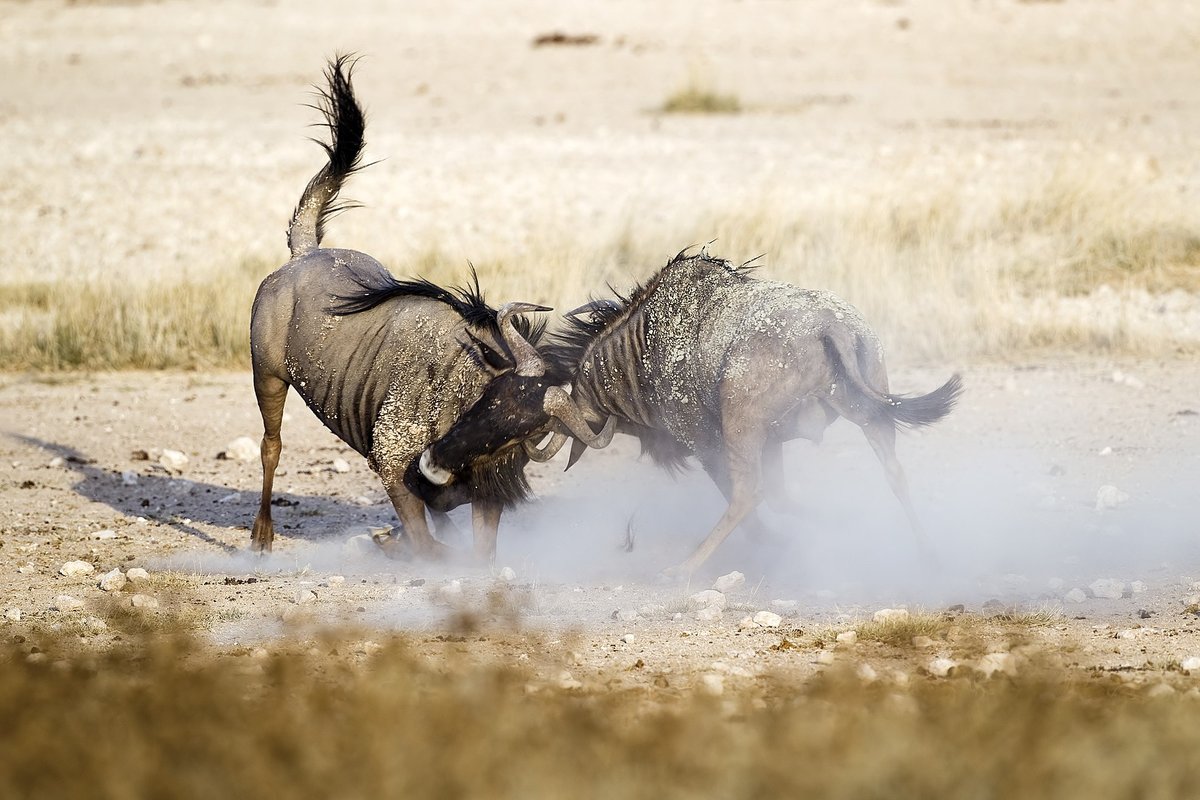 Blue Wildebeest Rut — Kalahari South Africa