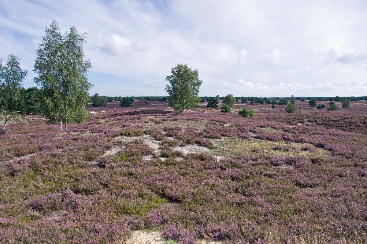 Heideblüte Nemitzer Heide