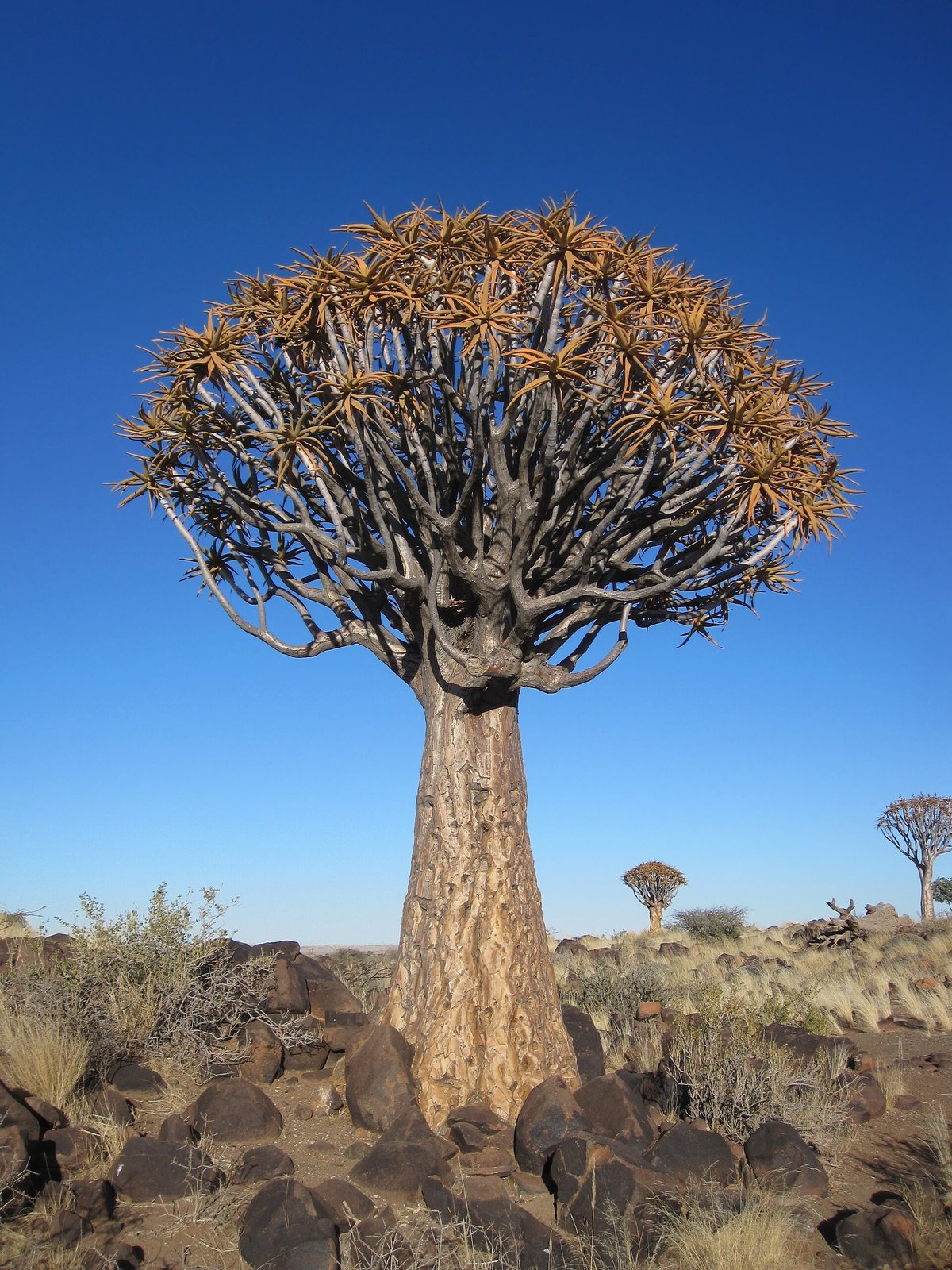 Quiver Tree Aloe Flower Forest — Namaqualand Namibia